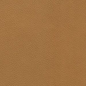 sahara